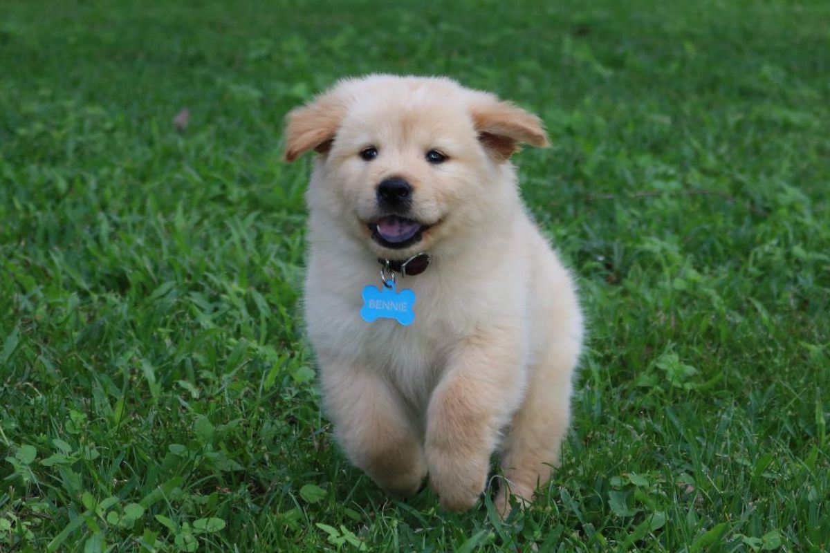 Bennie, a golden puppy, running across the grass